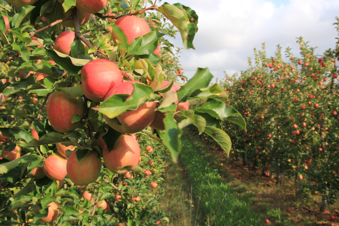 pomme (6)